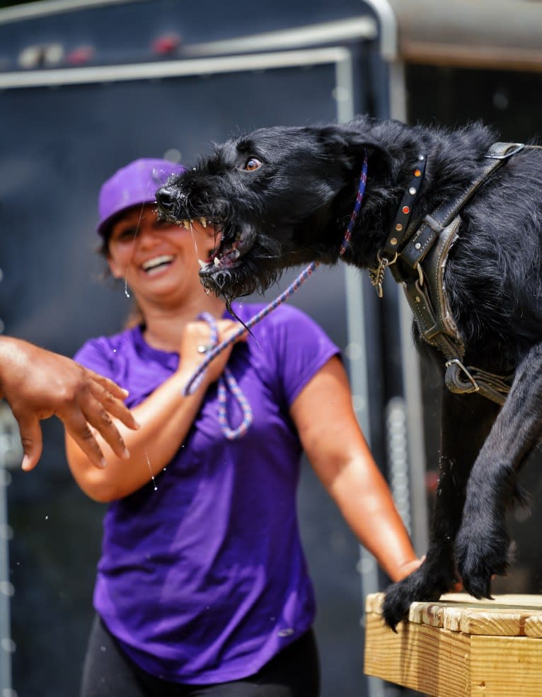 Vaatu, a Black Russian Terrier and Belgian Malinois mix tested with EmbarkVet.com