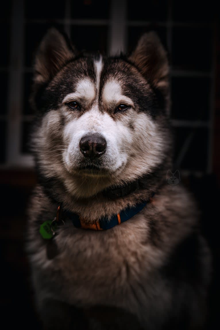 Apollo, a Samoyed and Siberian Husky mix tested with EmbarkVet.com