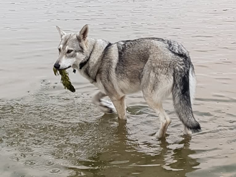 Ishtar (Estrella v.d. Scheldeschorre), a Saarloos Wolfdog tested with EmbarkVet.com