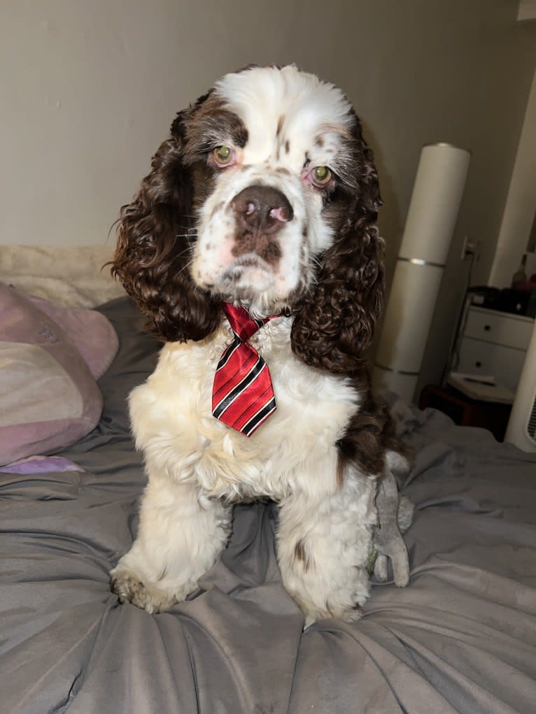 Stanley, a Cocker Spaniel tested with EmbarkVet.com