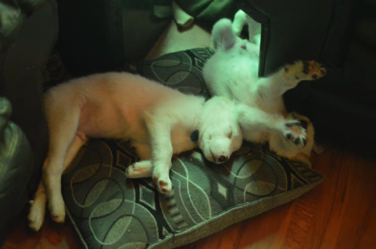 casper, a Great Pyrenees and Labrador Retriever mix tested with EmbarkVet.com