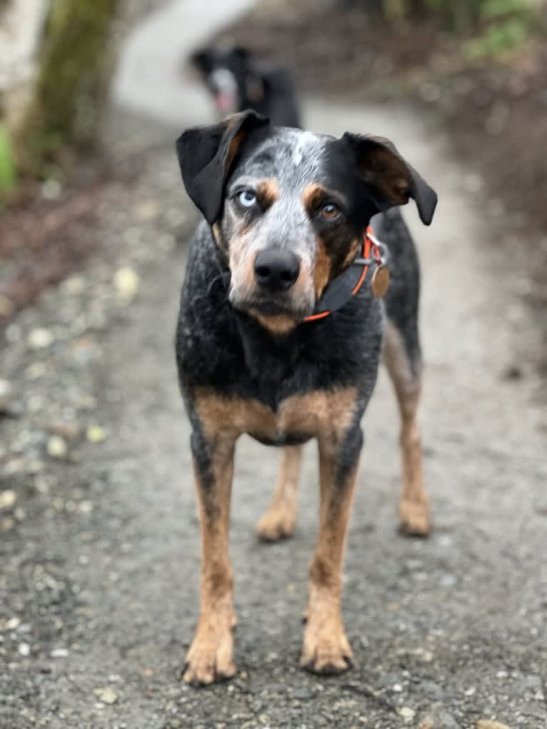 Levi, an Australian Cattle Dog and Bluetick Coonhound mix tested with EmbarkVet.com