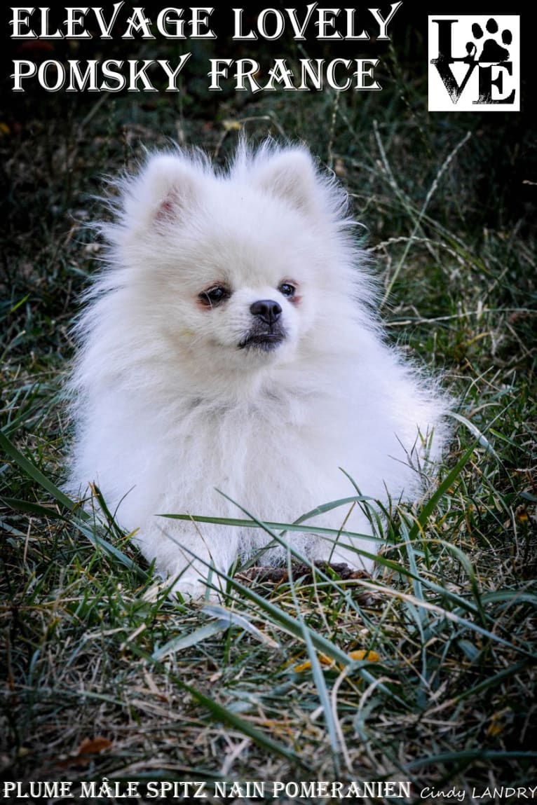 PLUME, a Pomeranian (21.2% unresolved) tested with EmbarkVet.com