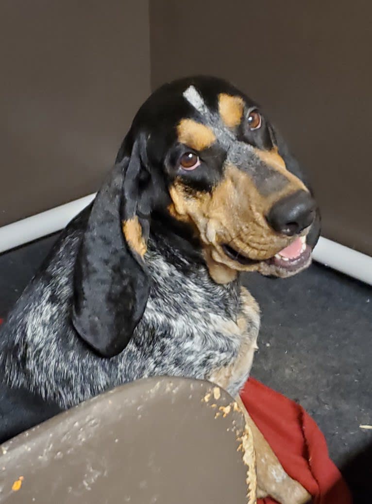 Sweet T, a Bluetick Coonhound tested with EmbarkVet.com