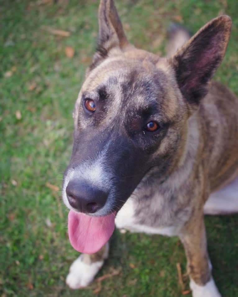 Moose, a Siberian Husky and Alaskan Malamute mix tested with EmbarkVet.com