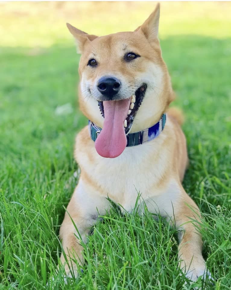 Max, a Shiba Inu tested with EmbarkVet.com