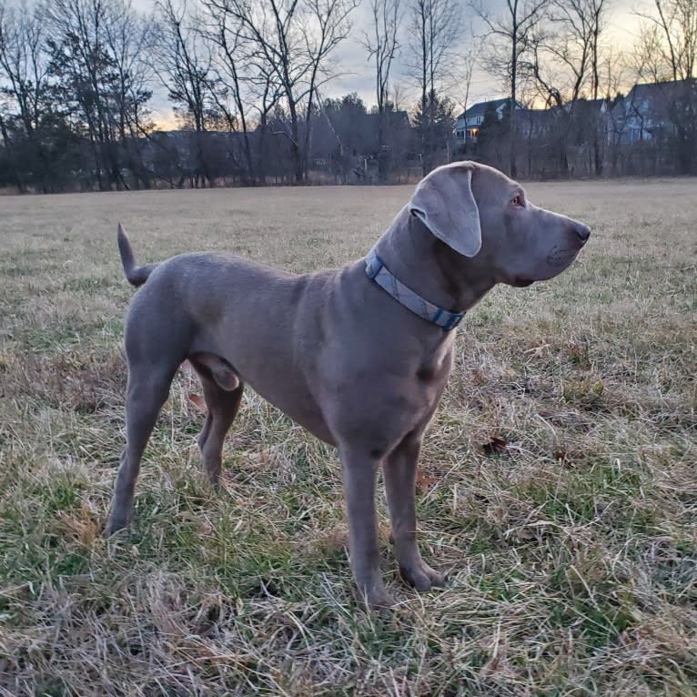 Oban, a Labrador Retriever tested with EmbarkVet.com