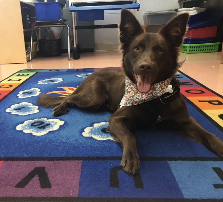 Harper, a Border Collie and Boston Terrier mix tested with EmbarkVet.com