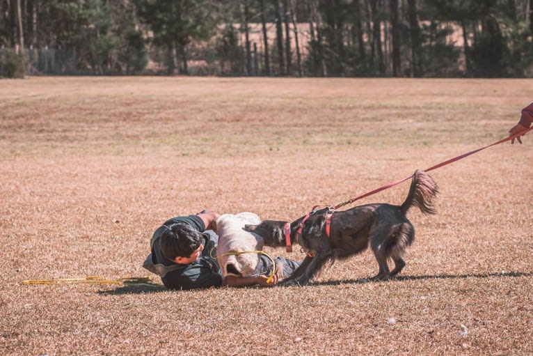 "Camber Tilt for Speed" aka Cam, an American Pit Bull Terrier and Pembroke Welsh Corgi mix tested with EmbarkVet.com