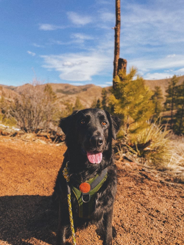 Huck, a Labrador Retriever and American Foxhound mix tested with EmbarkVet.com