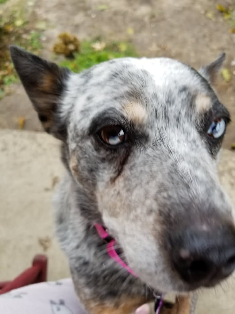 Shadoe, an Australian Cattle Dog tested with EmbarkVet.com