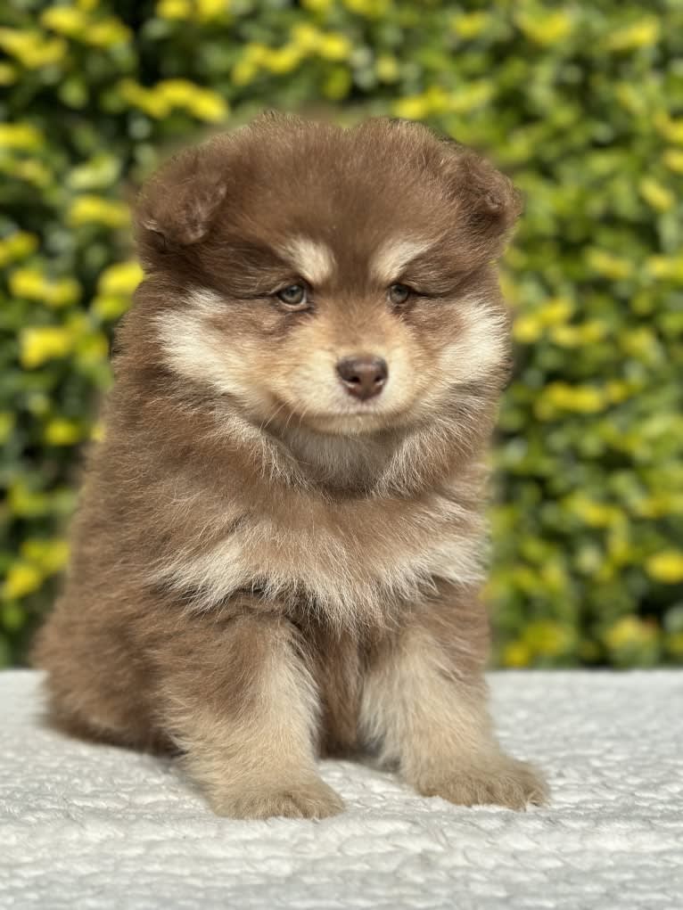 Orical Porcini, a Finnish Lapphund tested with EmbarkVet.com