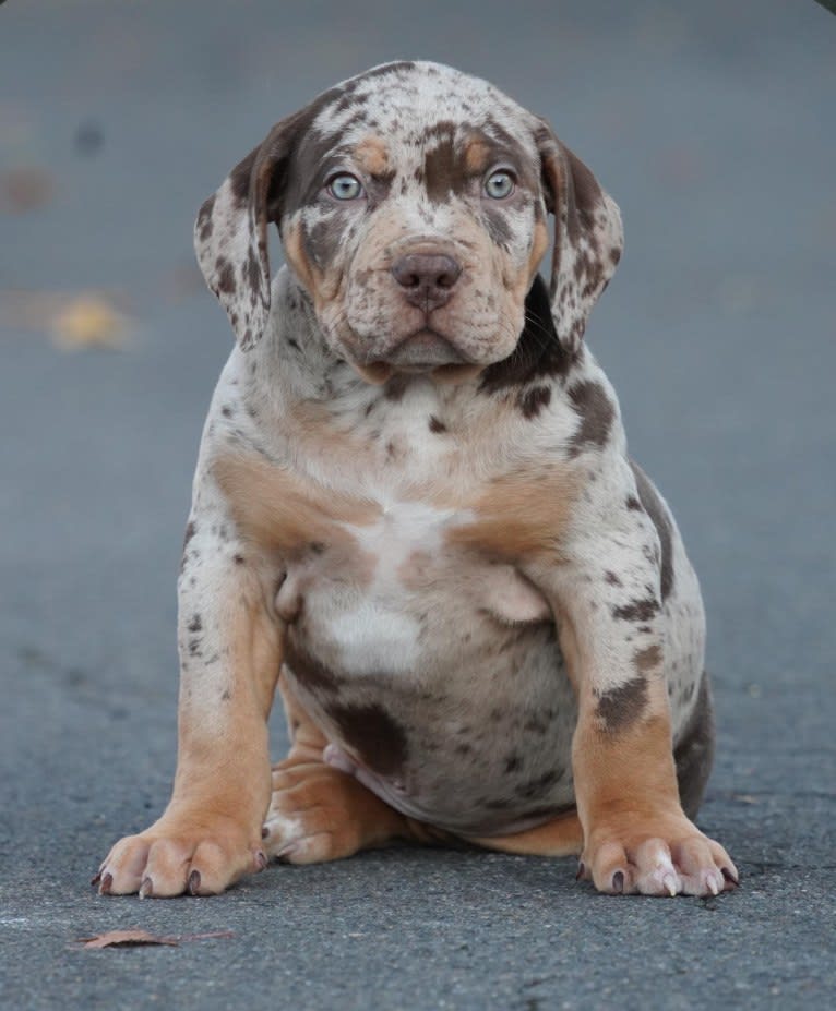 Melo, an American Bully tested with EmbarkVet.com