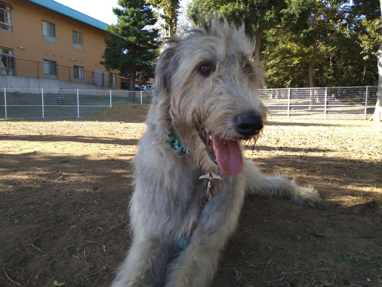 Mouton, an Irish Wolfhound tested with EmbarkVet.com