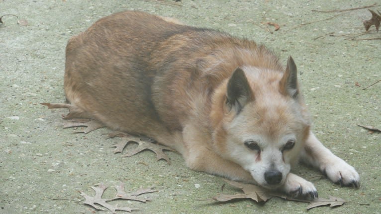 Lassie, a Pomeranian and Rat Terrier mix tested with EmbarkVet.com