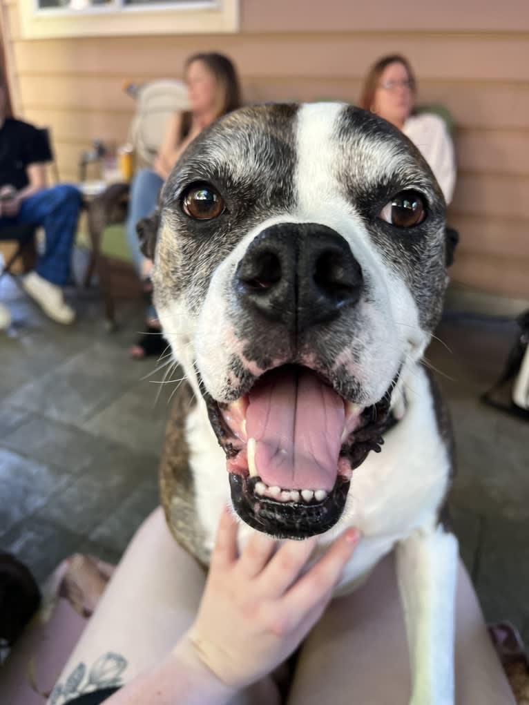 Ada, an American Staffordshire Terrier and Bulldog mix tested with EmbarkVet.com