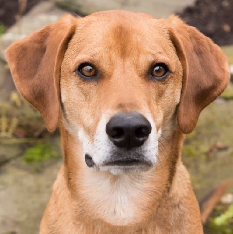 Charlie, an American Foxhound and Mountain Cur mix tested with EmbarkVet.com