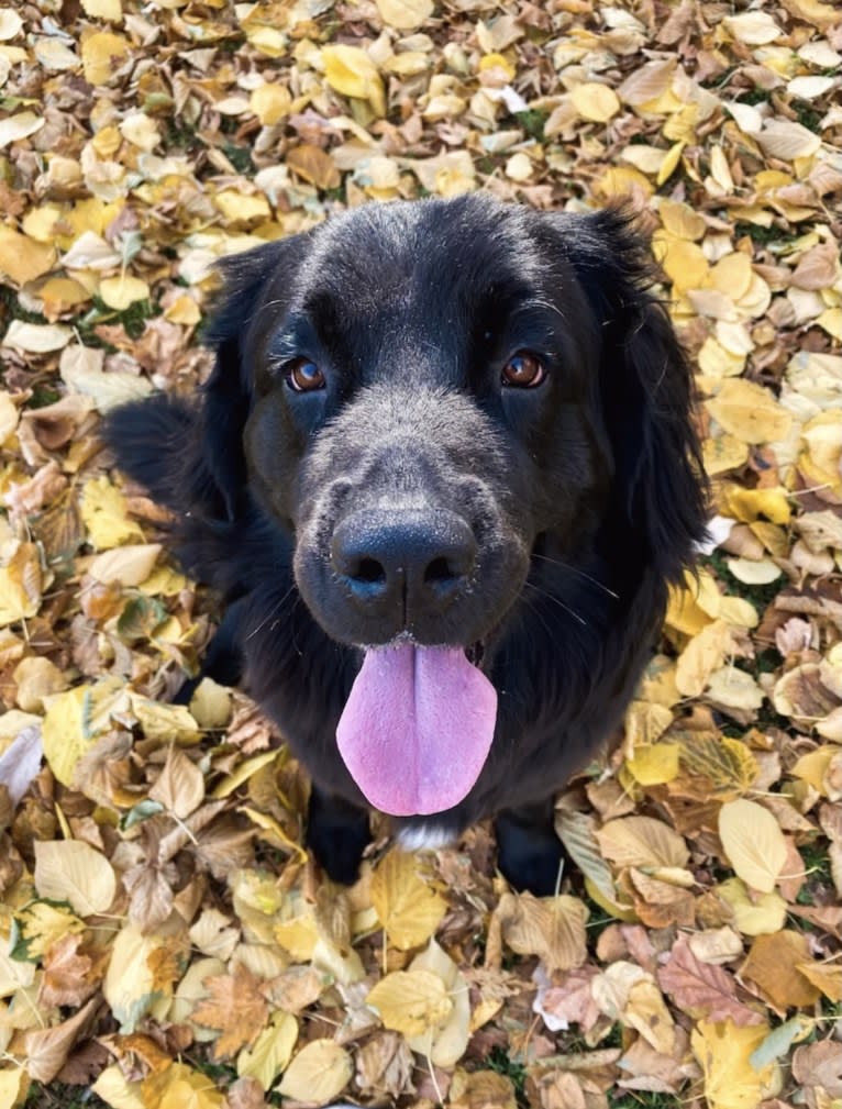 Maggie, a Newfoundland tested with EmbarkVet.com