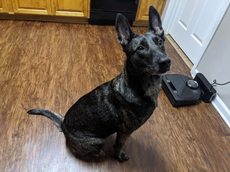 Mako, a Dutch Shepherd tested with EmbarkVet.com