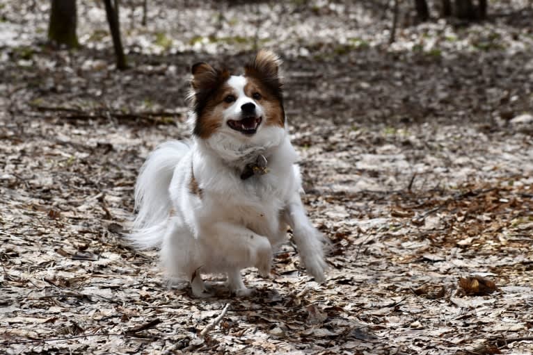 Cooper, an Australian Cattle Dog and Shih Tzu mix tested with EmbarkVet.com