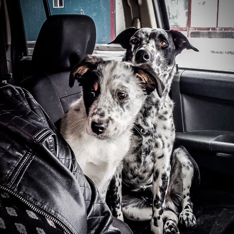 Rowdy, an Australian Cattle Dog and Border Collie mix tested with EmbarkVet.com