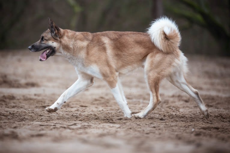 Anouk, a Yakutian Laika and Akita Inu mix tested with EmbarkVet.com