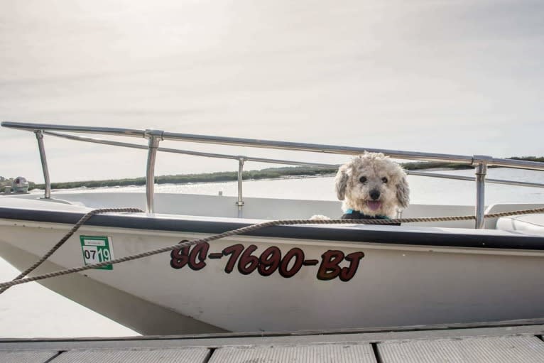 Opee, a Poodle (Small) and Chihuahua mix tested with EmbarkVet.com