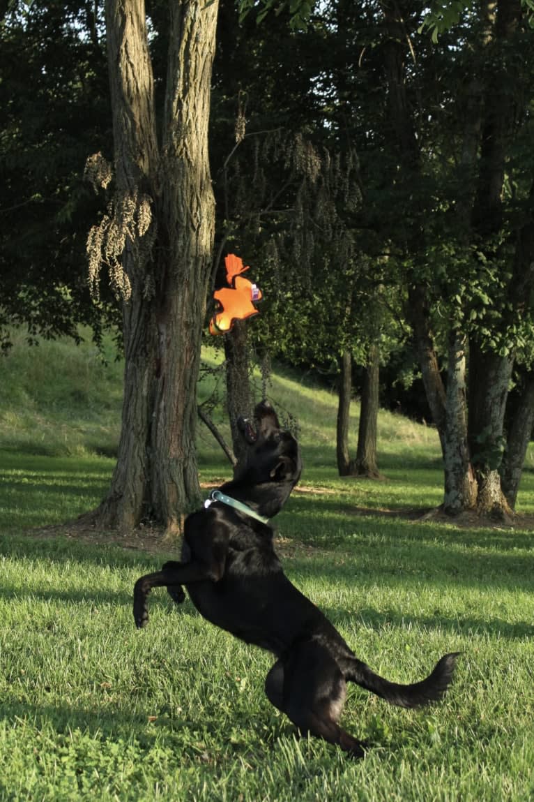 Curiosity Blue, a Labrador Retriever and Australian Shepherd mix tested with EmbarkVet.com