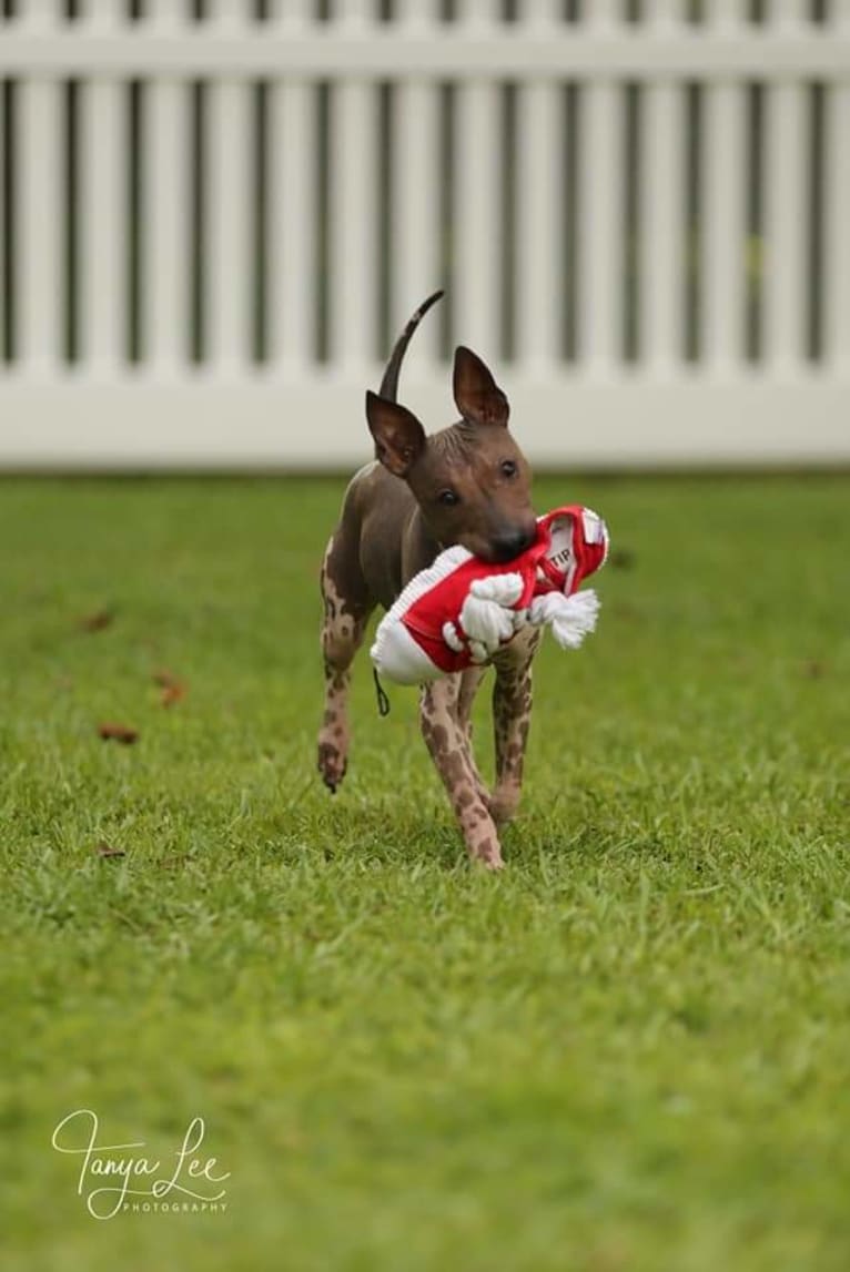 Netflix, an American Hairless Terrier tested with EmbarkVet.com