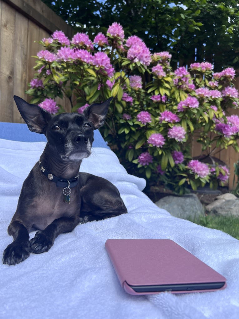 Fay, a Rat Terrier and Chihuahua mix tested with EmbarkVet.com