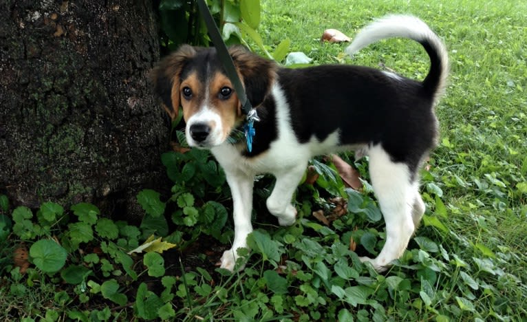 Frankie, a Beagle and Rat Terrier mix tested with EmbarkVet.com