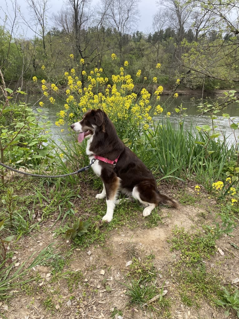 Hazelnut, a Border Collie and Siberian Husky mix tested with EmbarkVet.com