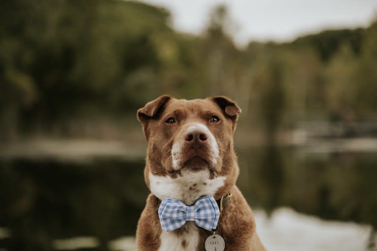 Dave, a Chinese Shar-Pei and Australian Cattle Dog mix tested with EmbarkVet.com