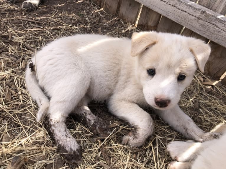 Kiva, a Border Collie and Australian Cattle Dog mix tested with EmbarkVet.com