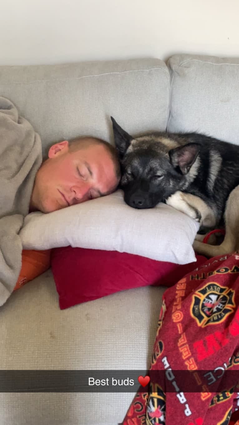 Brutus, a Norwegian Elkhound tested with EmbarkVet.com