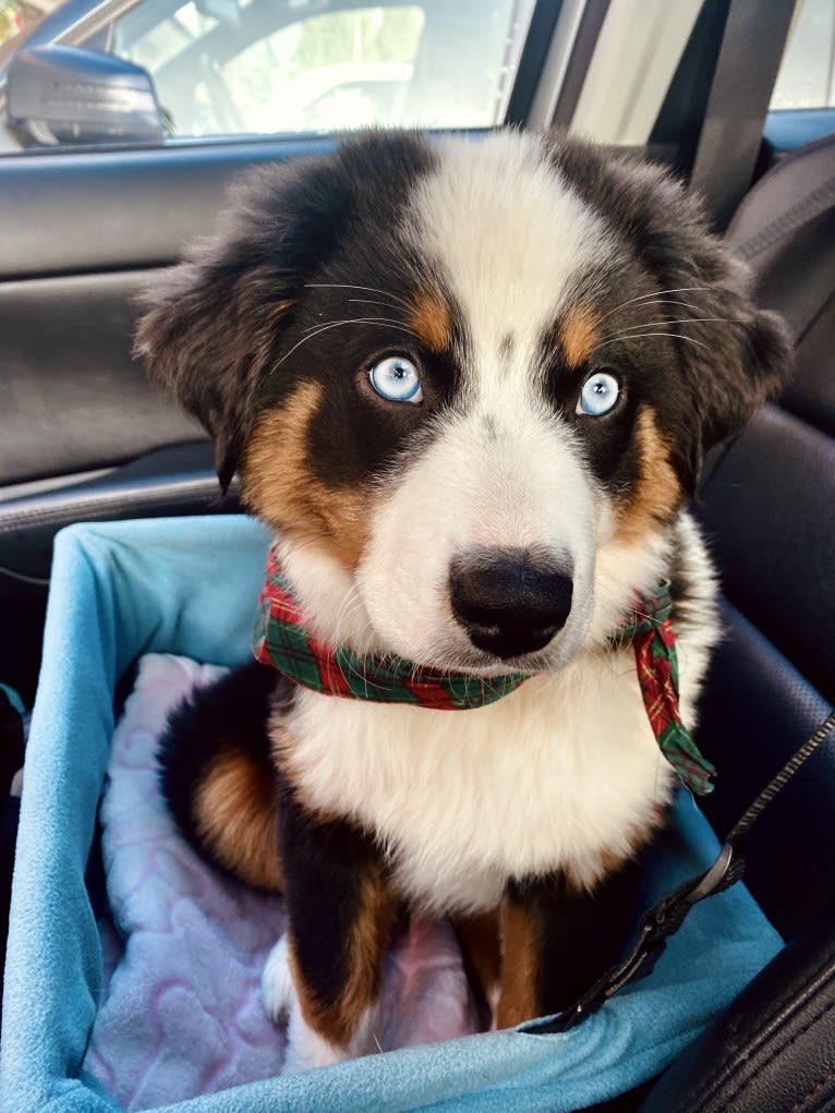 Oliver Webster, an Australian Shepherd tested with EmbarkVet.com