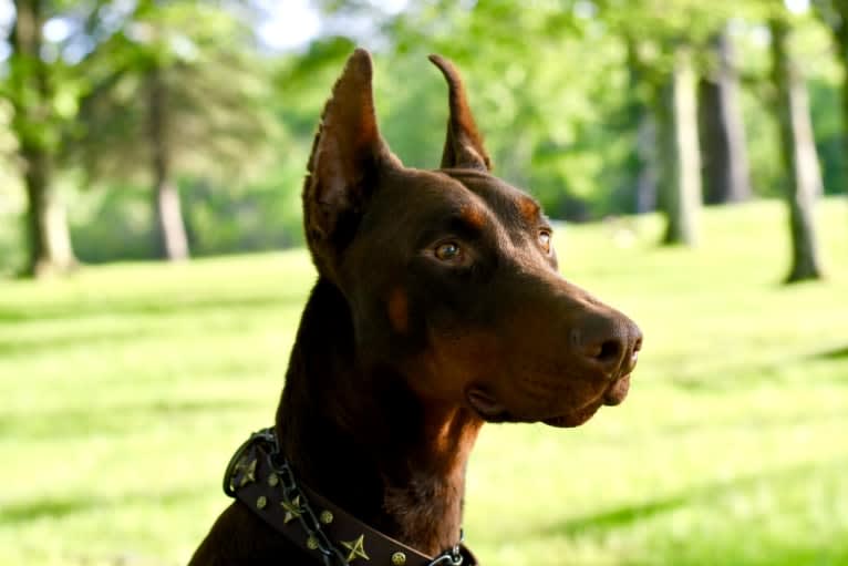 Legend, a Doberman Pinscher tested with EmbarkVet.com