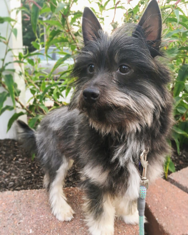 Toby, a Pomeranian and Dachshund mix tested with EmbarkVet.com