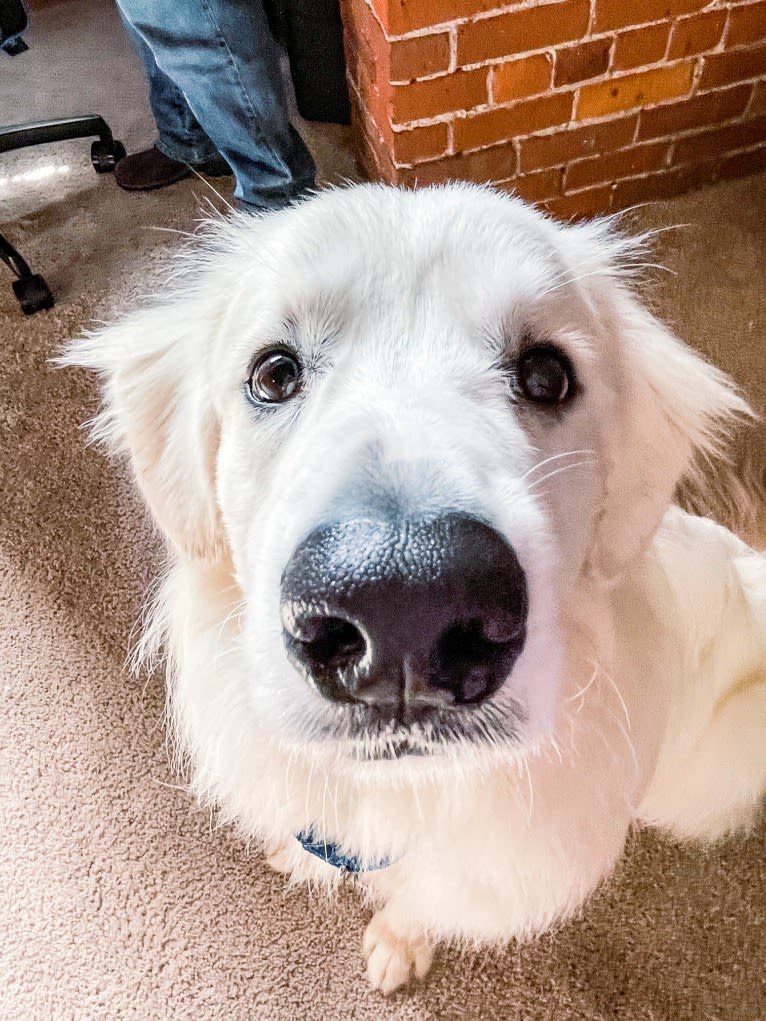 Finn, a Great Pyrenees and Beagle mix tested with EmbarkVet.com