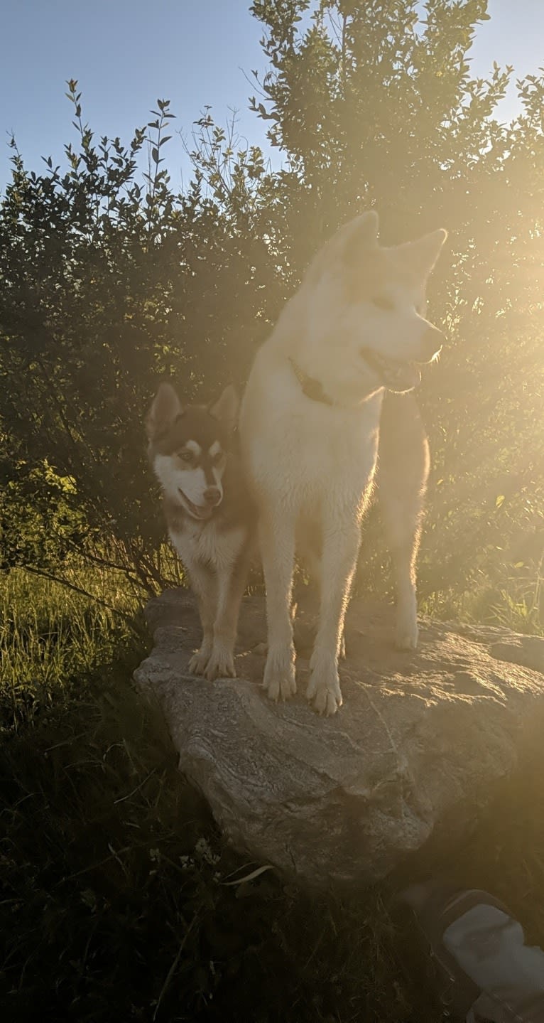 Gambit, a Siberian Husky and Australian Shepherd mix tested with EmbarkVet.com