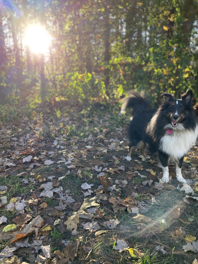 Whiskey Cash Adams, a Shetland Sheepdog tested with EmbarkVet.com