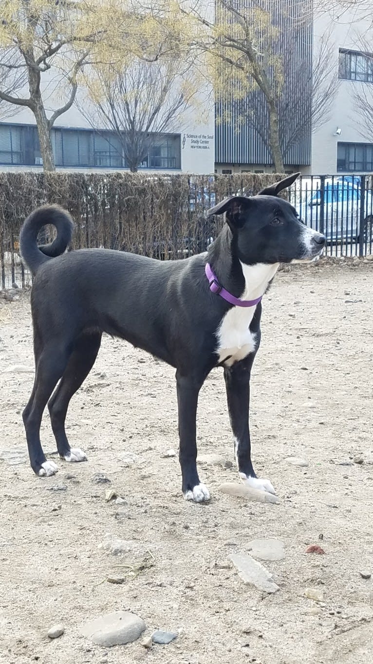 Clover, a Border Collie and American Pit Bull Terrier mix tested with EmbarkVet.com