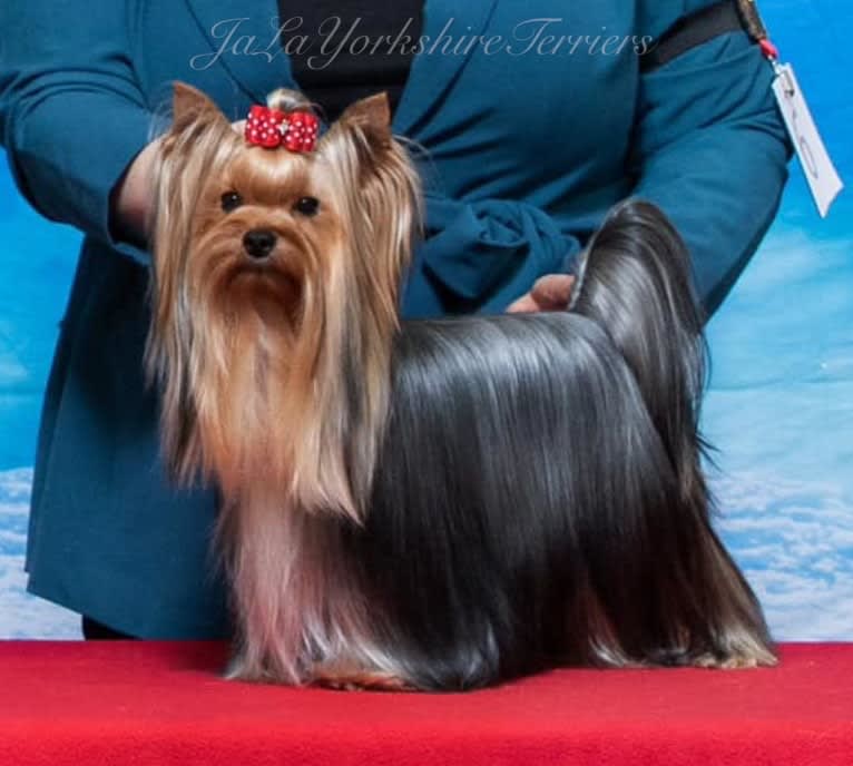 Roxie, a Yorkshire Terrier tested with EmbarkVet.com