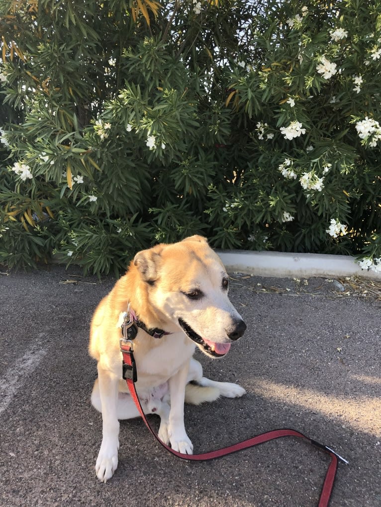 Adonis, a Siberian Husky and American Pit Bull Terrier mix tested with EmbarkVet.com