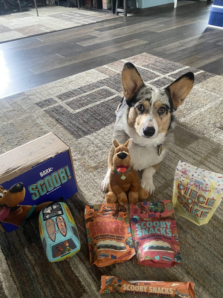 Corky, a Pembroke Welsh Corgi and Dachshund mix tested with EmbarkVet.com