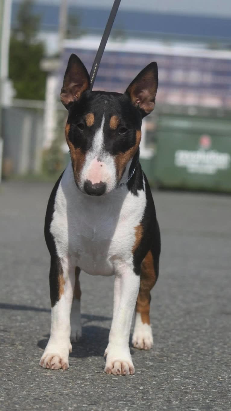 Biscuit, a Miniature Bull Terrier tested with EmbarkVet.com