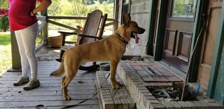 Canyon, a Siberian Husky and Saint Bernard mix tested with EmbarkVet.com