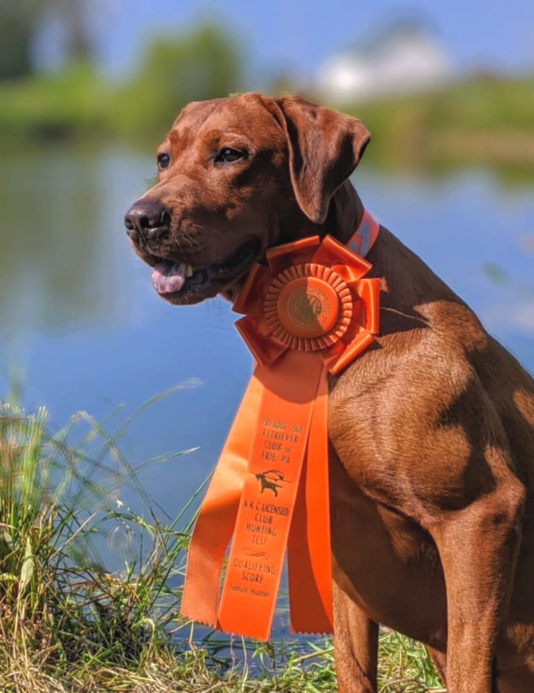 Aries, a Labrador Retriever tested with EmbarkVet.com