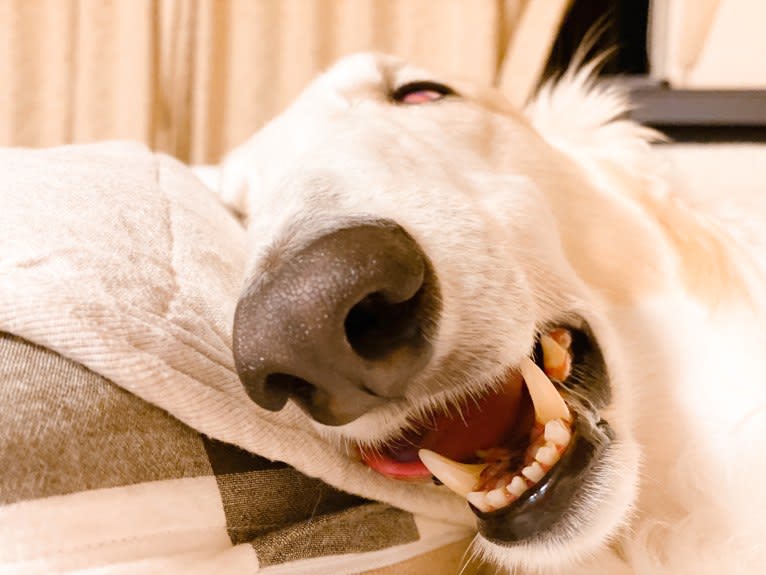 Gorbachev, a Borzoi tested with EmbarkVet.com