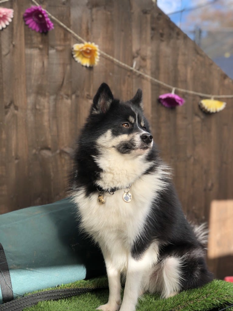 Jett, a Pomsky tested with EmbarkVet.com